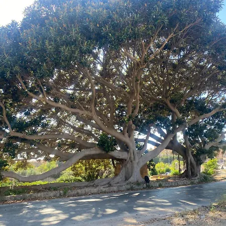 Al Ficus